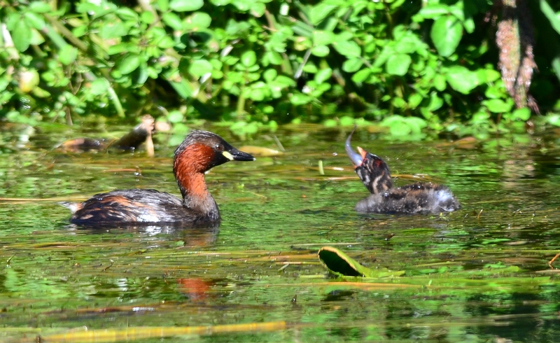 La pappa del tuffettino